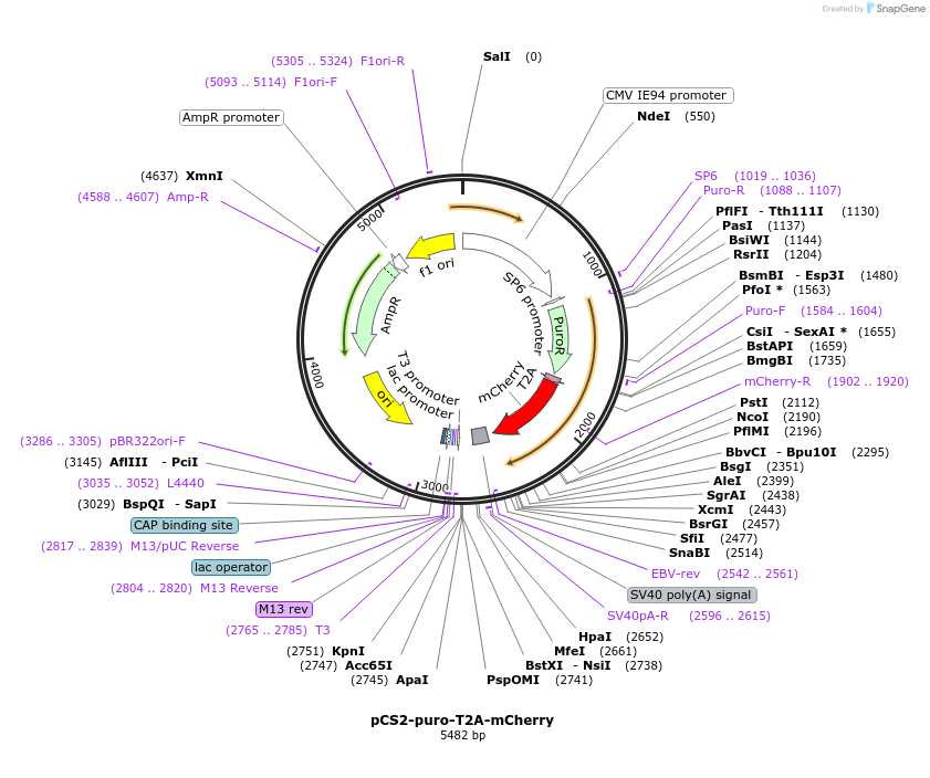 260196-plasmid-map-sequence-id-521656