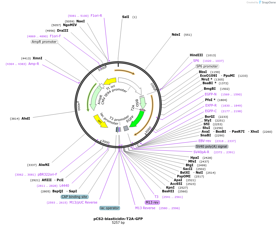 260198-plasmid-map-sequence-id-521657