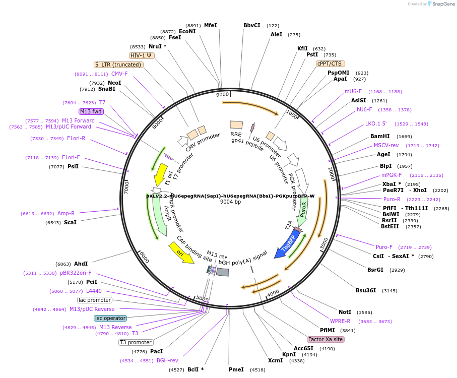 260204-plasmid-map-sequence-id-521677