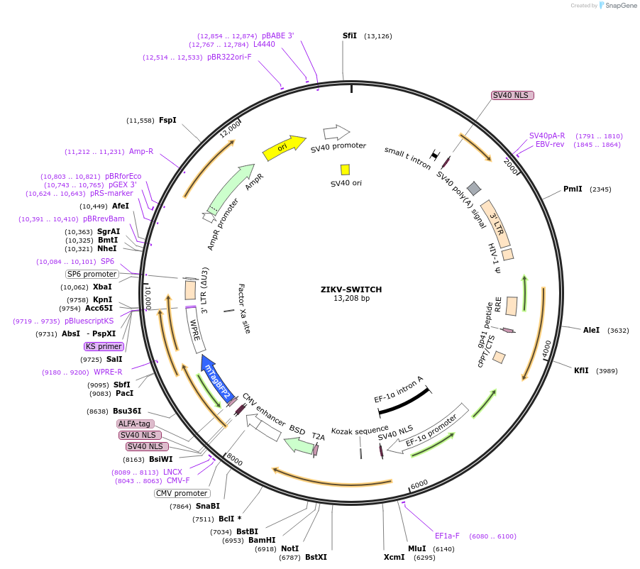 262012-plasmid-map-sequence-id-521690