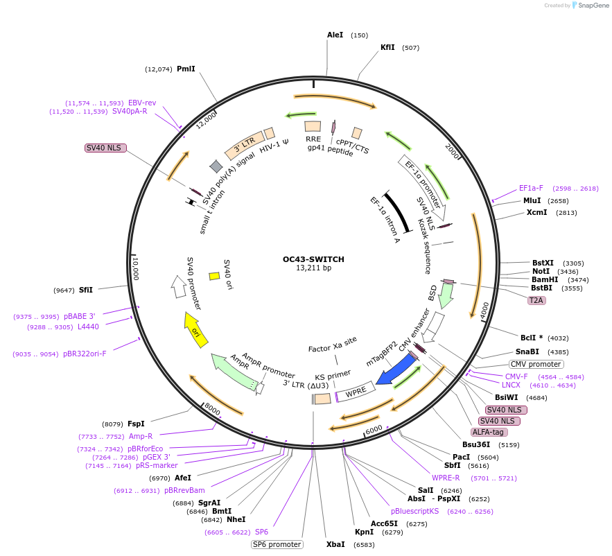 262014-plasmid-map-sequence-id-521699