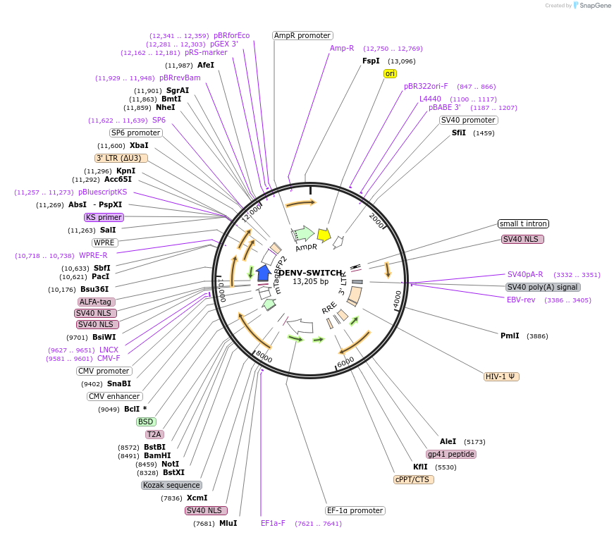 262011-plasmid-map-sequence-id-521700