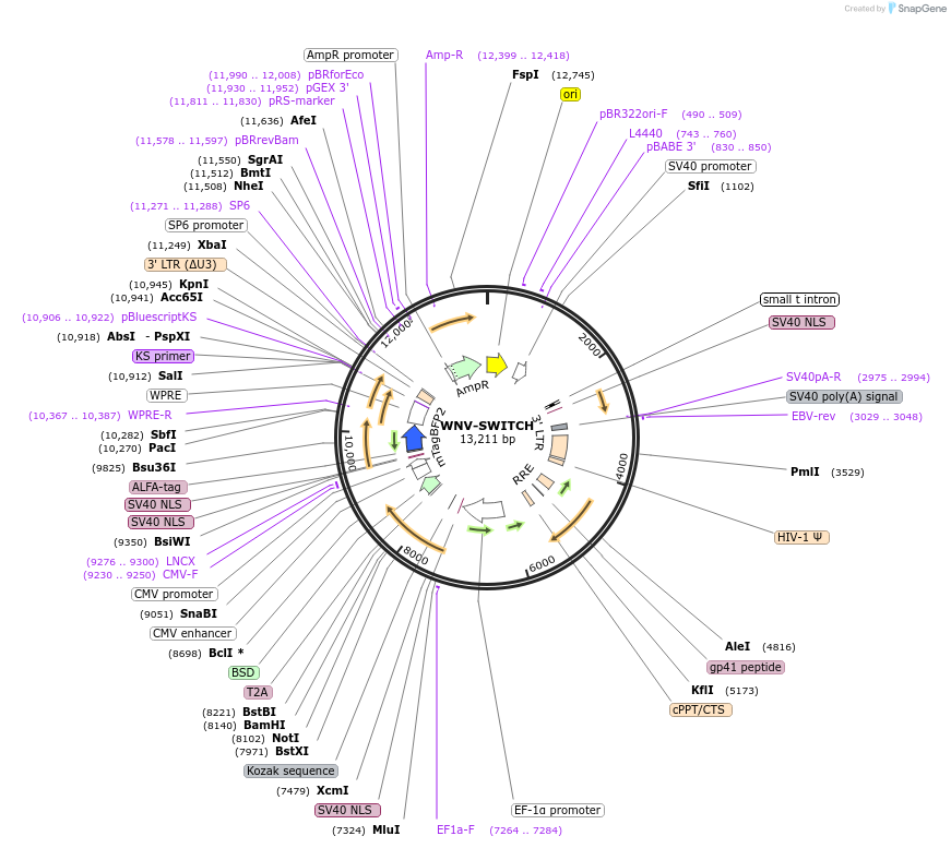 262013-plasmid-map-sequence-id-521701