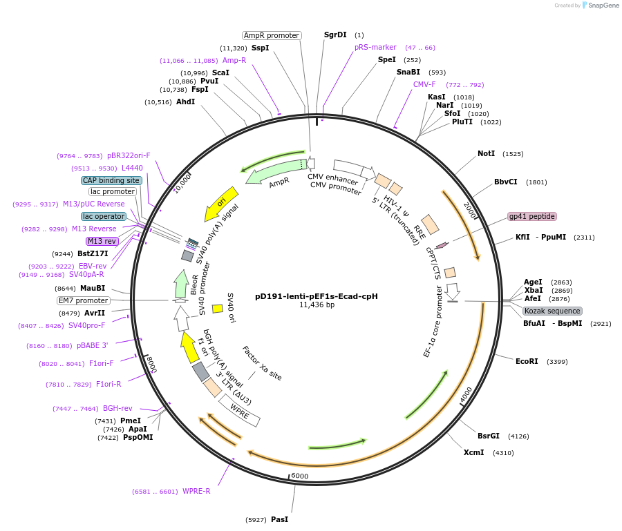 261839-plasmid-map-sequence-id-521722