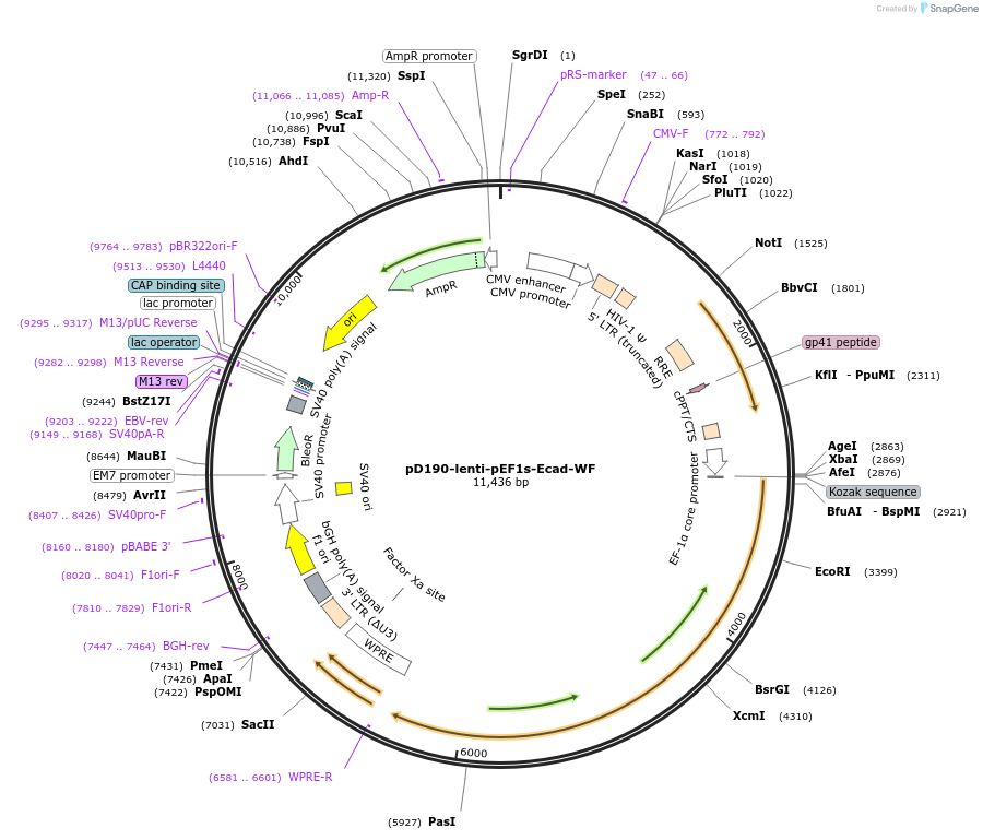 261838-plasmid-map-sequence-id-521729