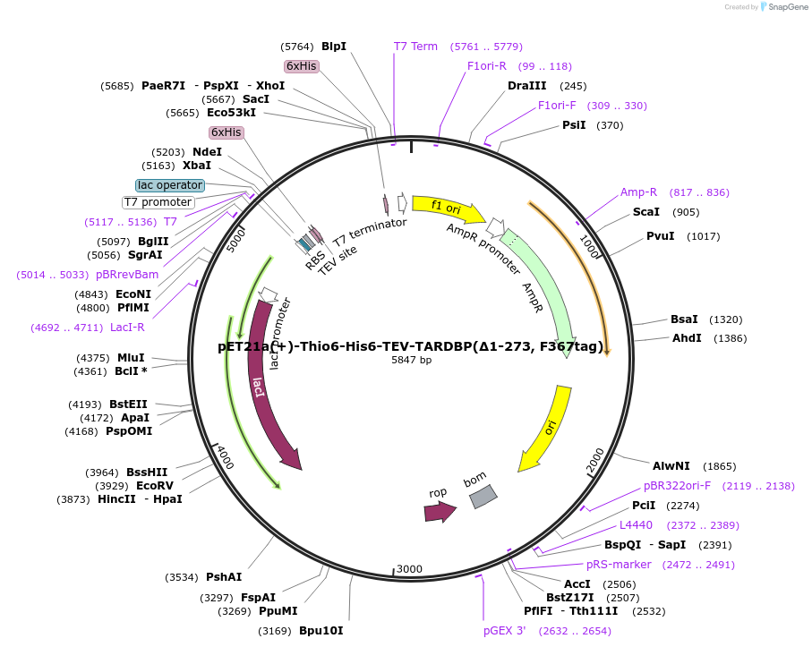 260637-plasmid-map-sequence-id-521731