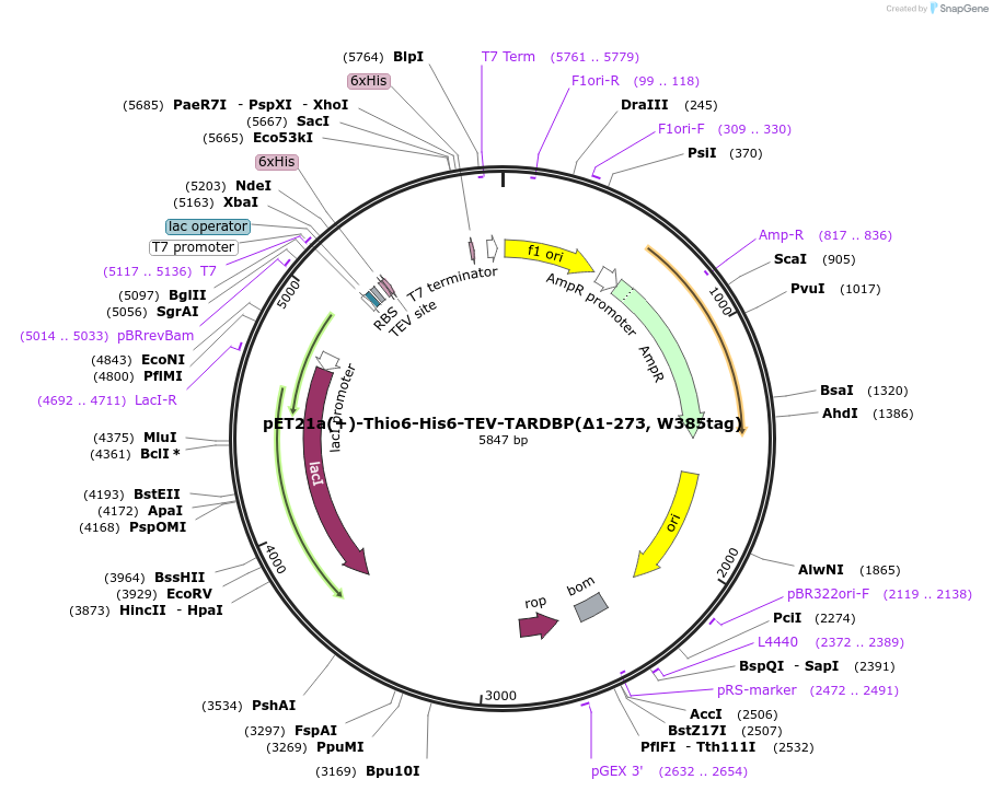 260639-plasmid-map-sequence-id-521733