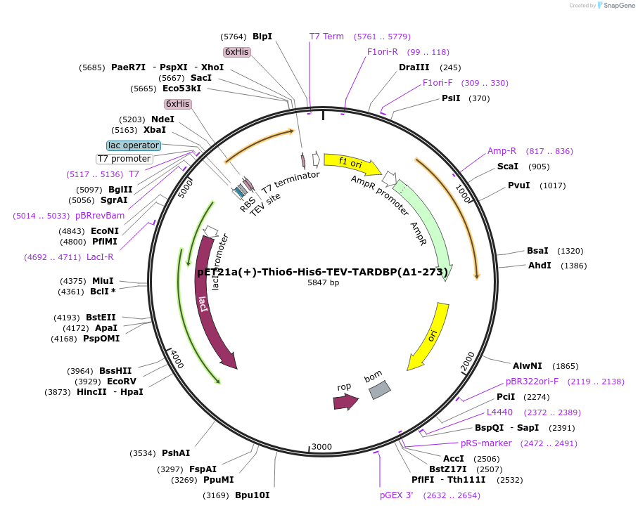 260633-plasmid-map-sequence-id-521734