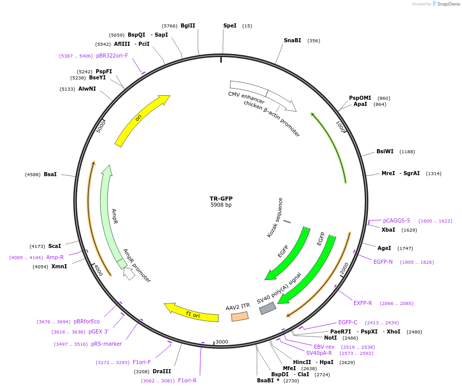 80591-plasmid-map-sequence-id-521737