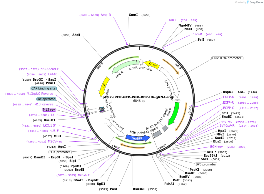 260206-plasmid-map-sequence-id-521740