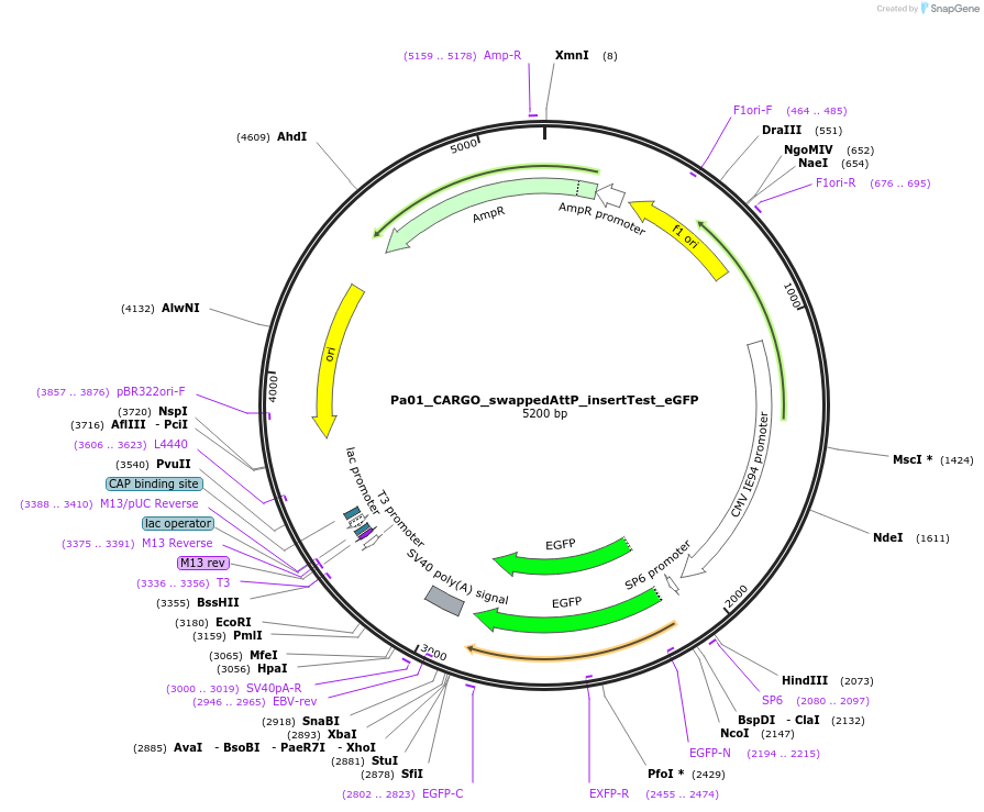 260213-plasmid-map-sequence-id-521741