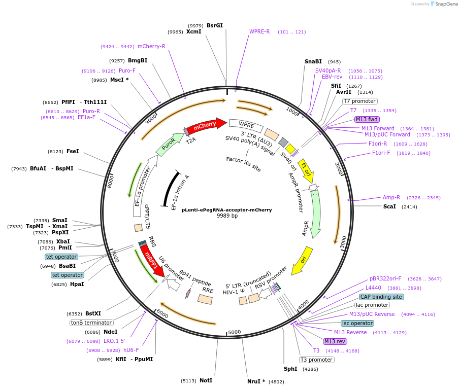 260209-plasmid-map-sequence-id-521742