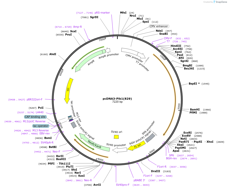 39845-plasmid-map-sequence-id-521743