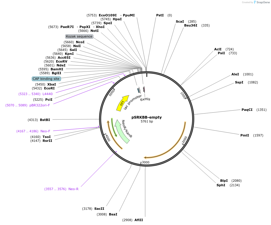 59449-plasmid-map-sequence-id-521747