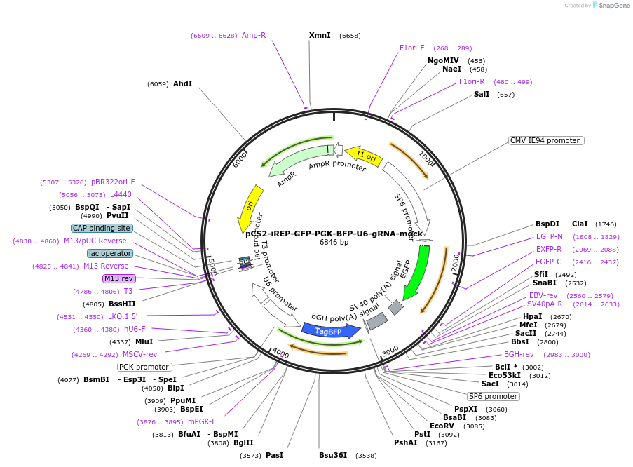 260207-plasmid-map-sequence-id-521748