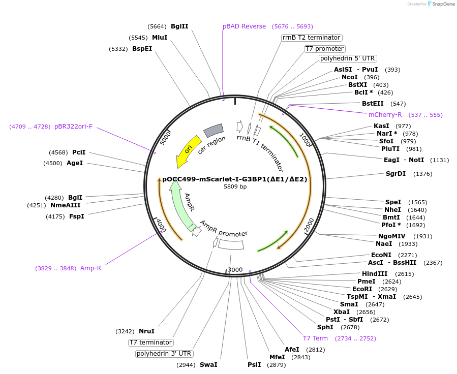 259678-plasmid-map-sequence-id-521756
