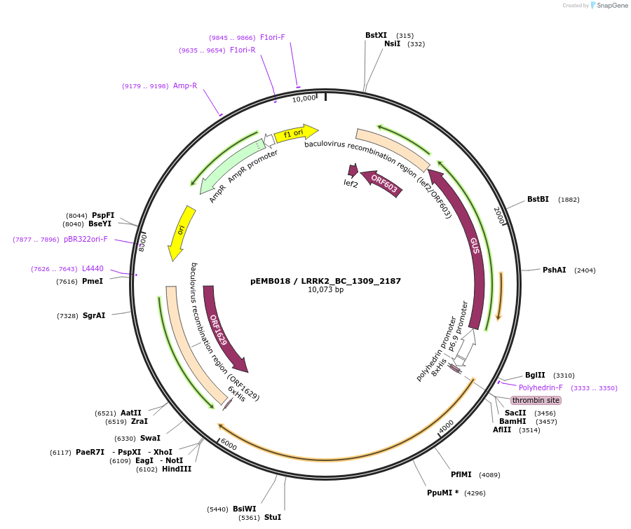 40505-plasmid-map-sequence-id-52178