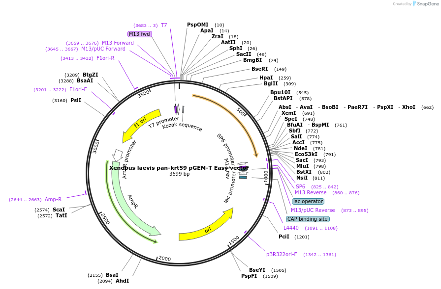 258303-plasmid-map-sequence-id-521836