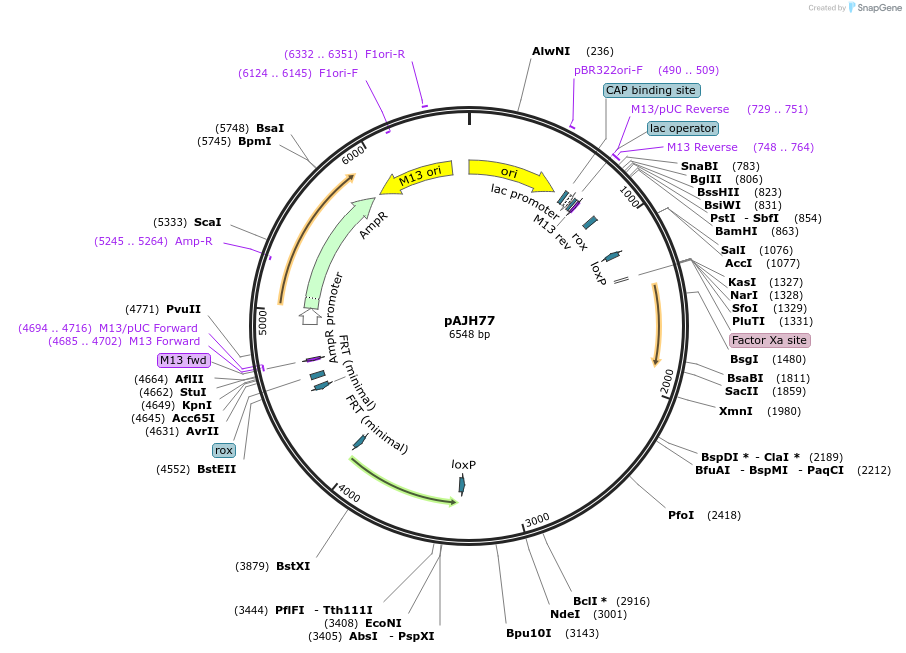 259329-plasmid-map-sequence-id-521847