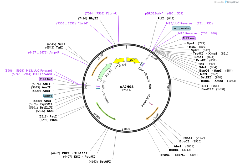 259331-plasmid-map-sequence-id-521849