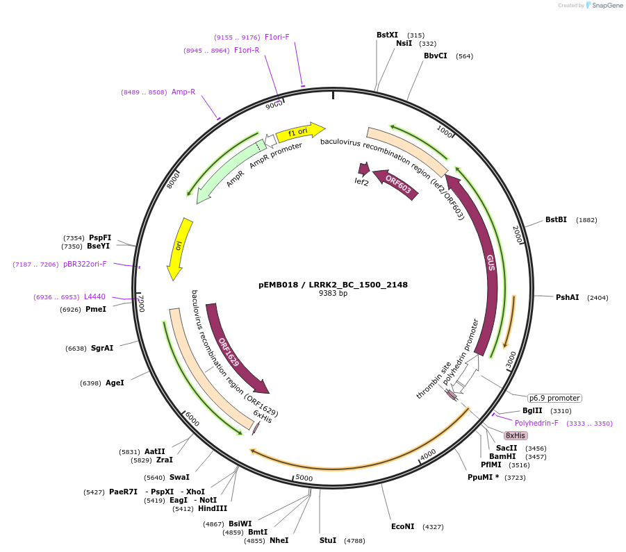 40513-plasmid-map-sequence-id-52186