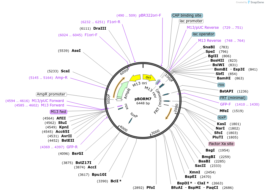259366-plasmid-map-sequence-id-521866
