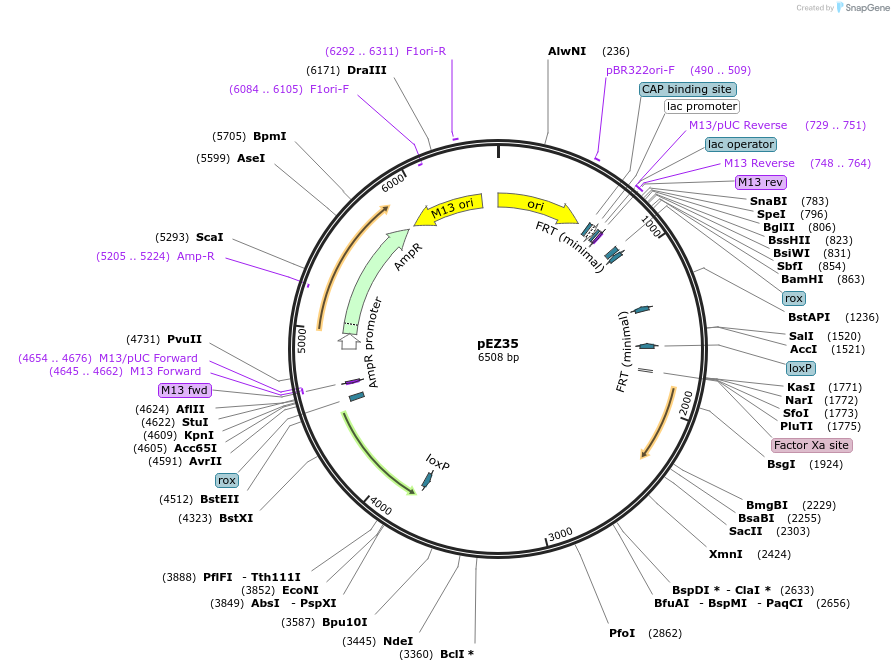259367-plasmid-map-sequence-id-521867