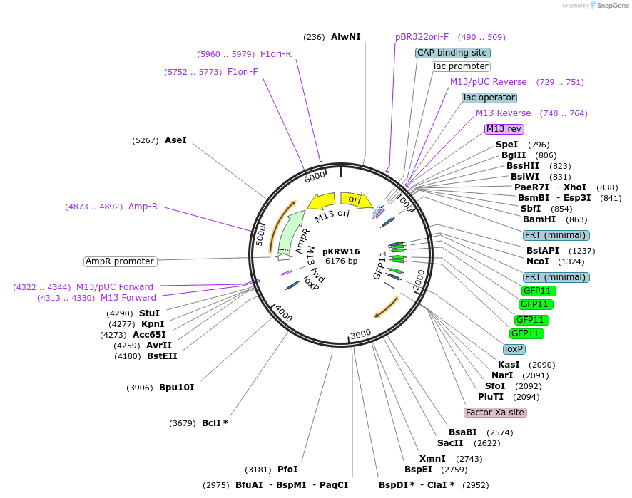 259371-plasmid-map-sequence-id-521868