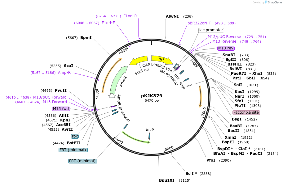 259372-plasmid-map-sequence-id-521869