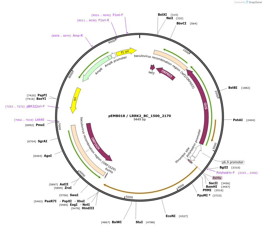 40514-plasmid-map-sequence-id-52187