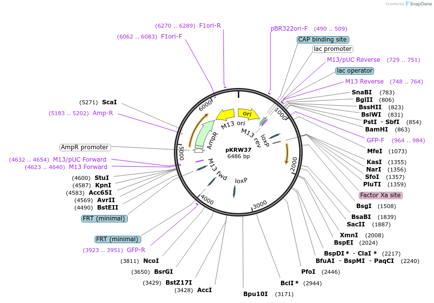 259373-plasmid-map-sequence-id-521870