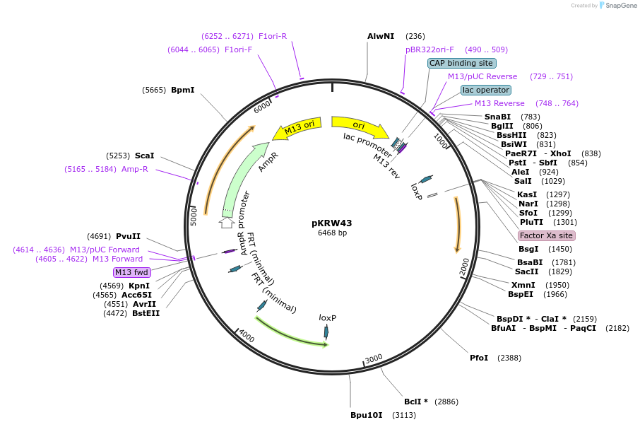 259374-plasmid-map-sequence-id-521871