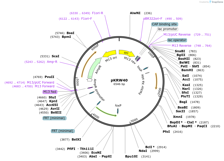259375-plasmid-map-sequence-id-521882
