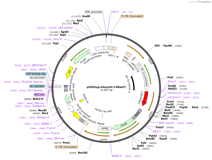259700-plasmid-map-sequence-id-521887
