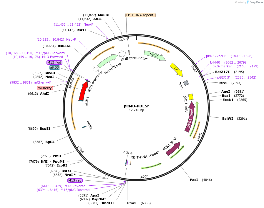 61206-plasmid-map-sequence-id-521888
