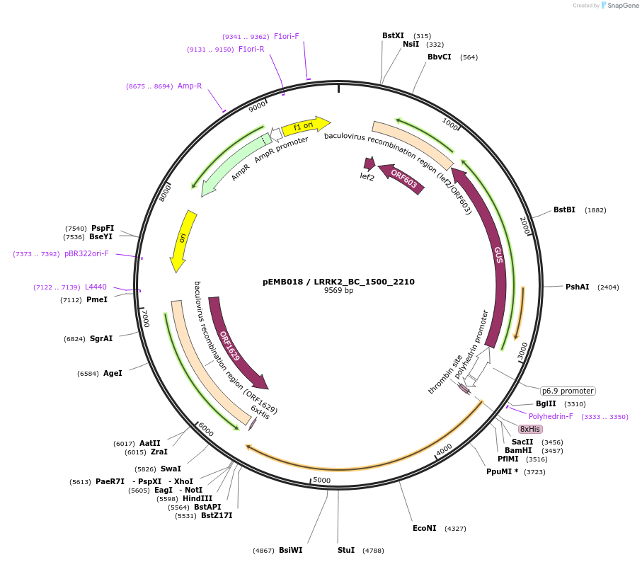 40516-plasmid-map-sequence-id-52189
