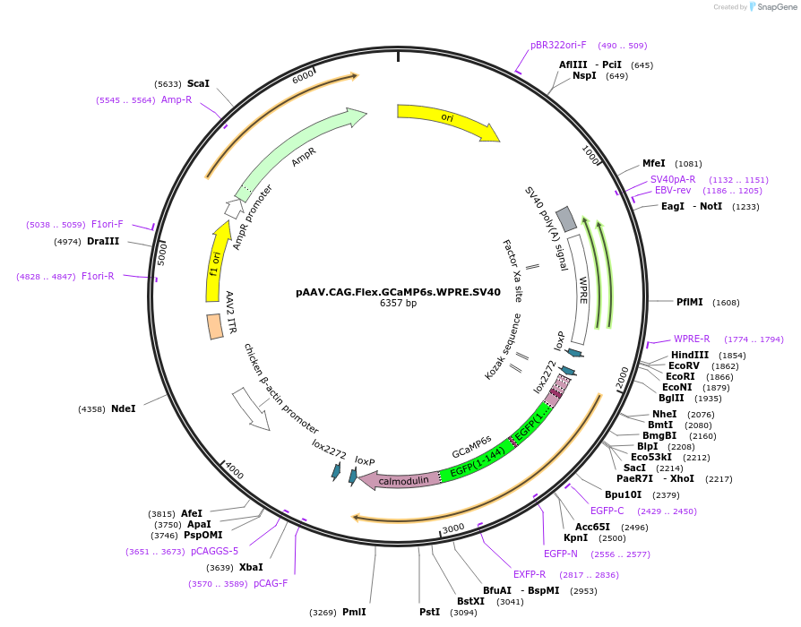 100842-plasmid-map-sequence-id-521915