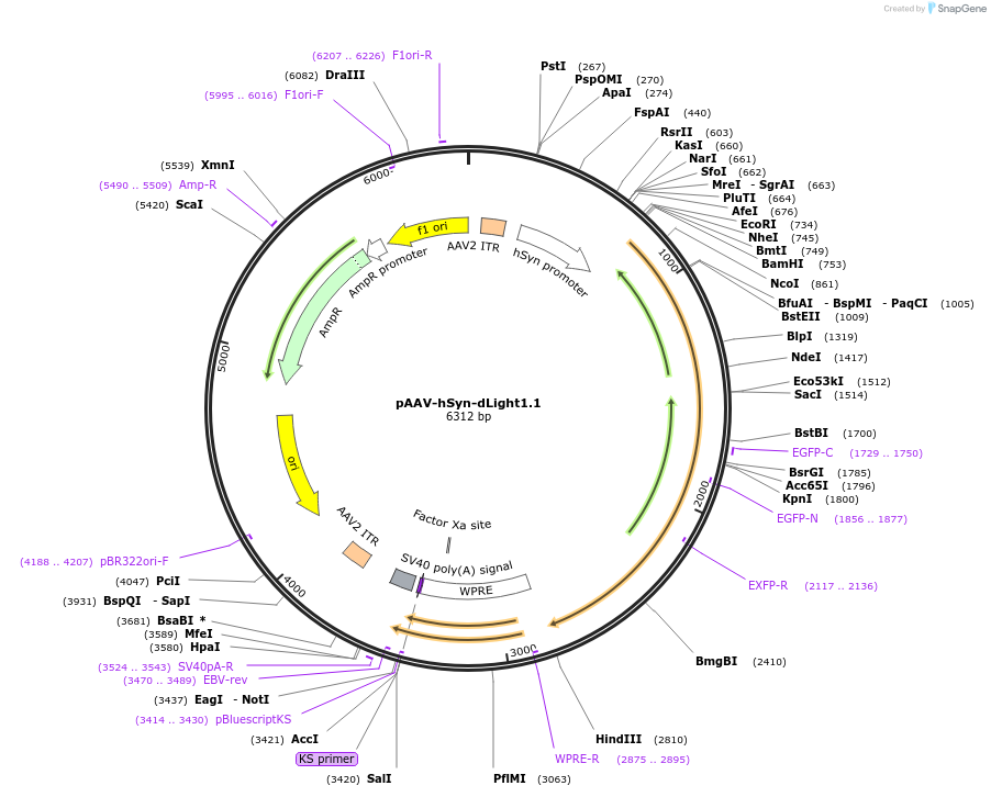 111066-plasmid-map-sequence-id-521920