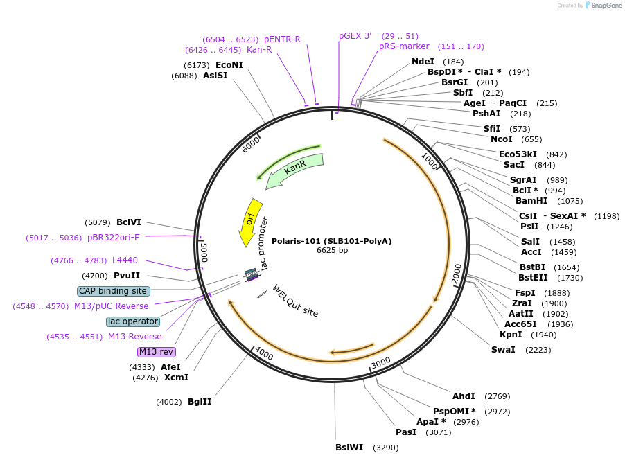 262254-plasmid-map-sequence-id-521953
