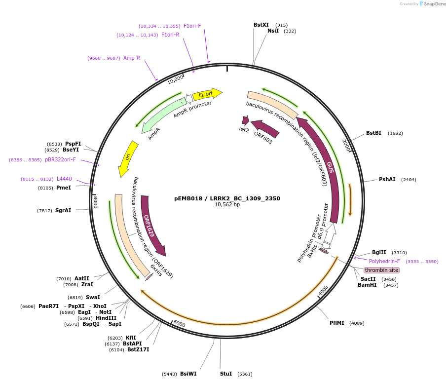 40529-plasmid-map-sequence-id-52202