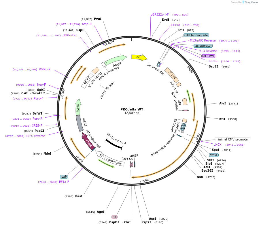 260716-plasmid-map-sequence-id-522099