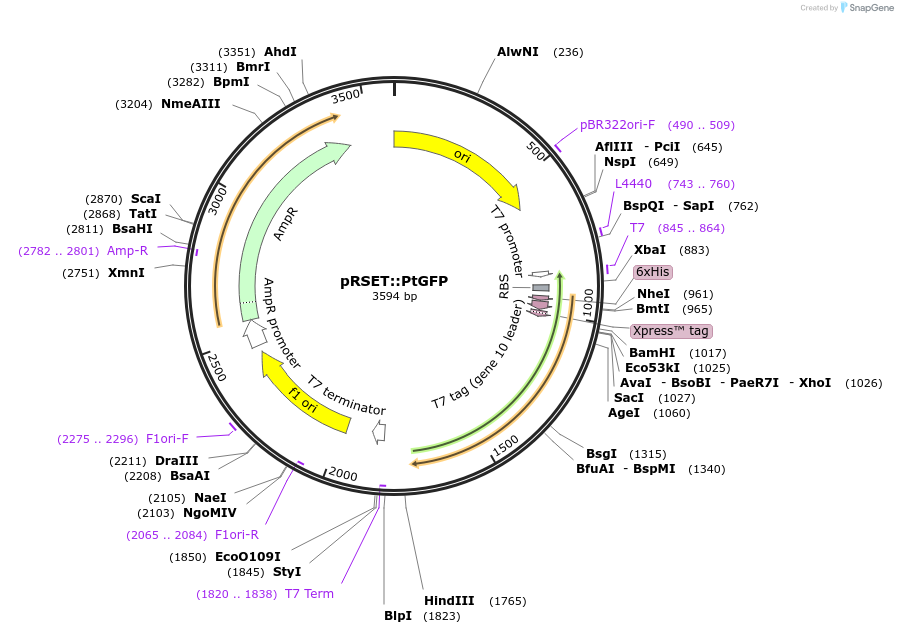 258587-plasmid-map-sequence-id-522103