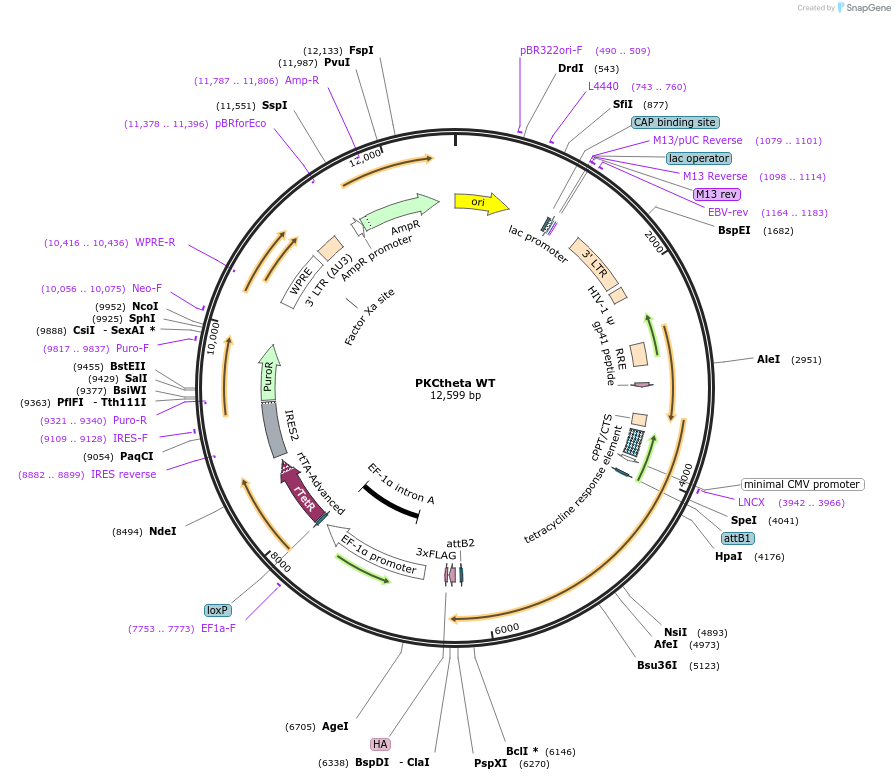 260719-plasmid-map-sequence-id-522106