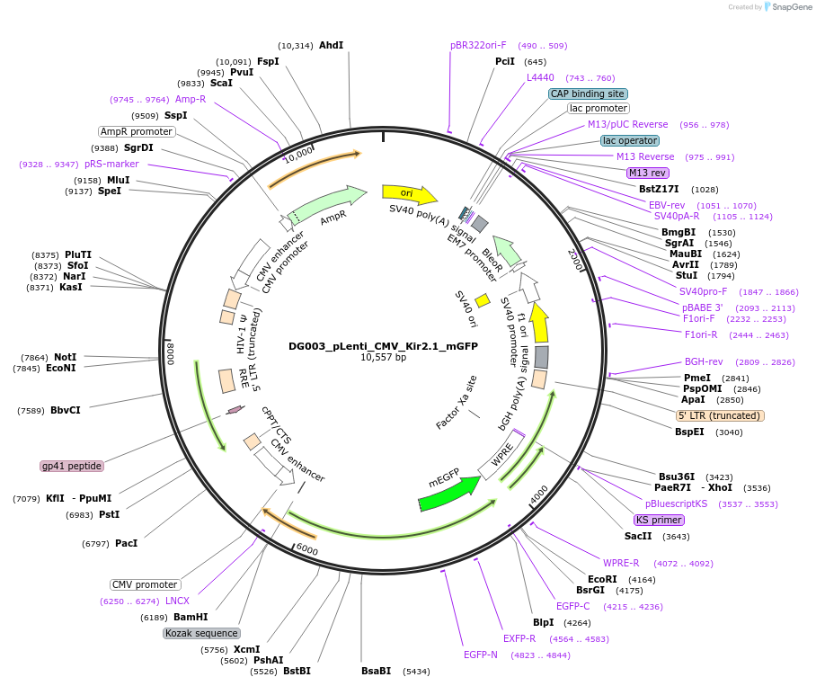 258170-plasmid-map-sequence-id-522107