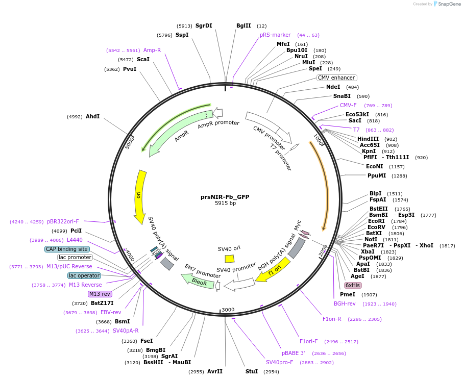 259811-plasmid-map-sequence-id-522118