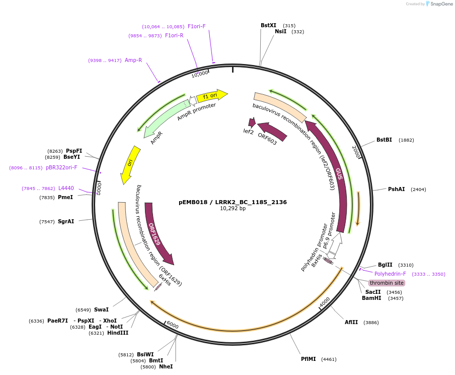 40539-plasmid-map-sequence-id-52212