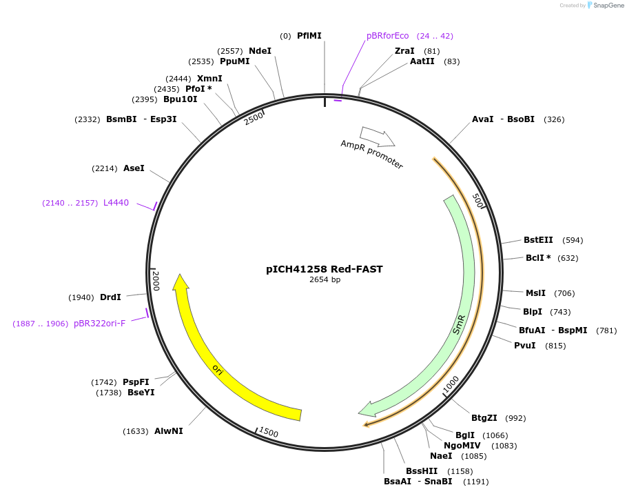 259752-plasmid-map-sequence-id-522123