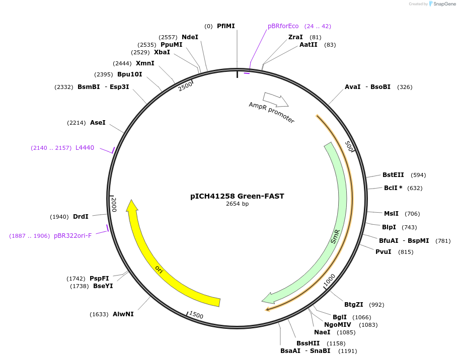 259872-plasmid-map-sequence-id-522124