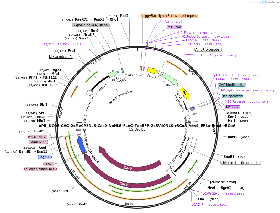 254793-plasmid-map-sequence-id-522127