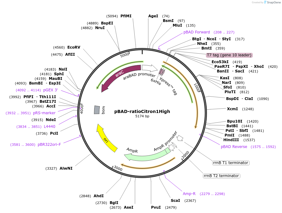 260801-plasmid-map-sequence-id-522137